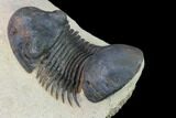 Paralejurus Trilobite - Morocco #165960-4